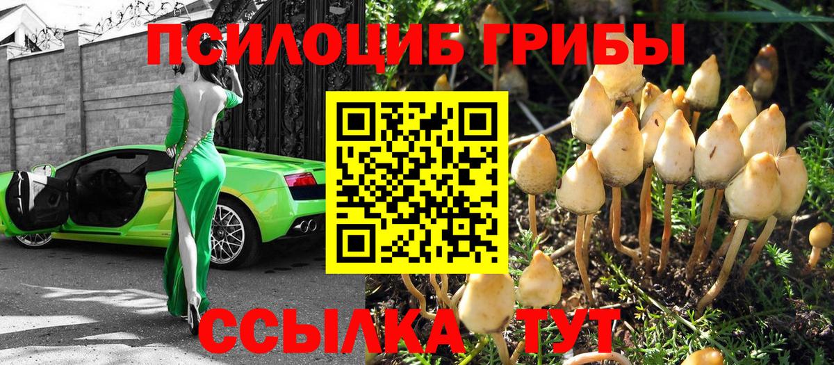 Глазов  Галлюциногенные грибы Psilocybe  Вход с VPN 